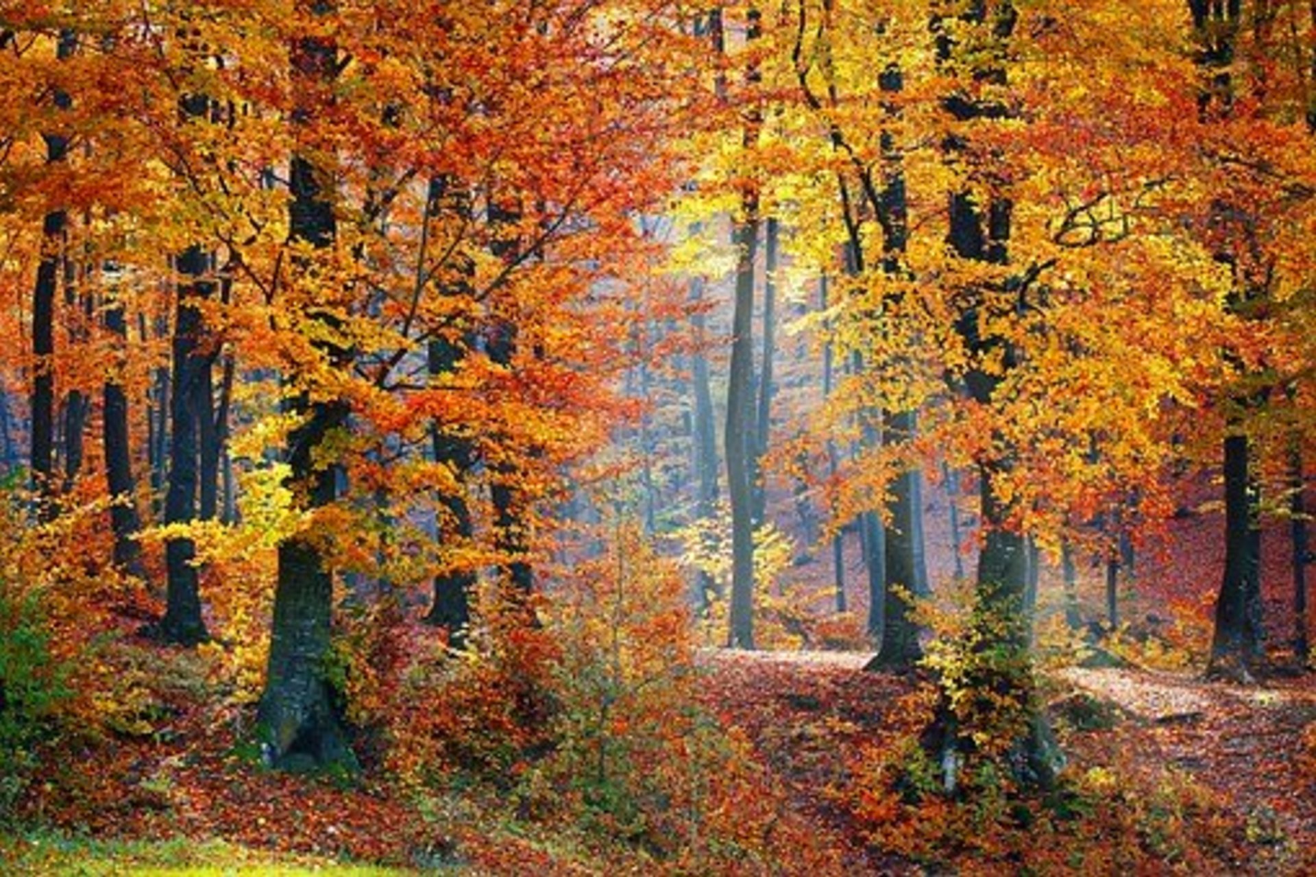 Al Via La Realizzazione Di Un Bosco A Summaga Comune Di Portogruaro