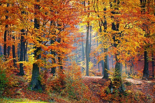 Al via la realizzazione di un bosco a Summaga