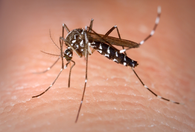 Lotta alle zanzare nel territorio del Comune di Portogruaro